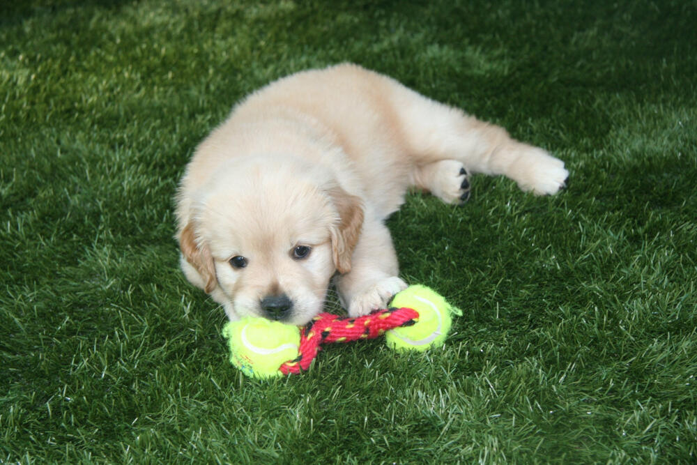  artificial turf for dogs